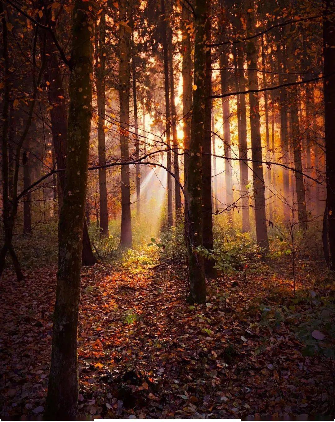 神秘光影,晨曦中的诗意森林_by_photo_阳光