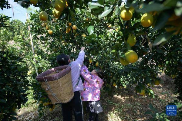 四川鹽邊:臍橙迎豐收_荷爾_鹽邊縣_紅格鎮