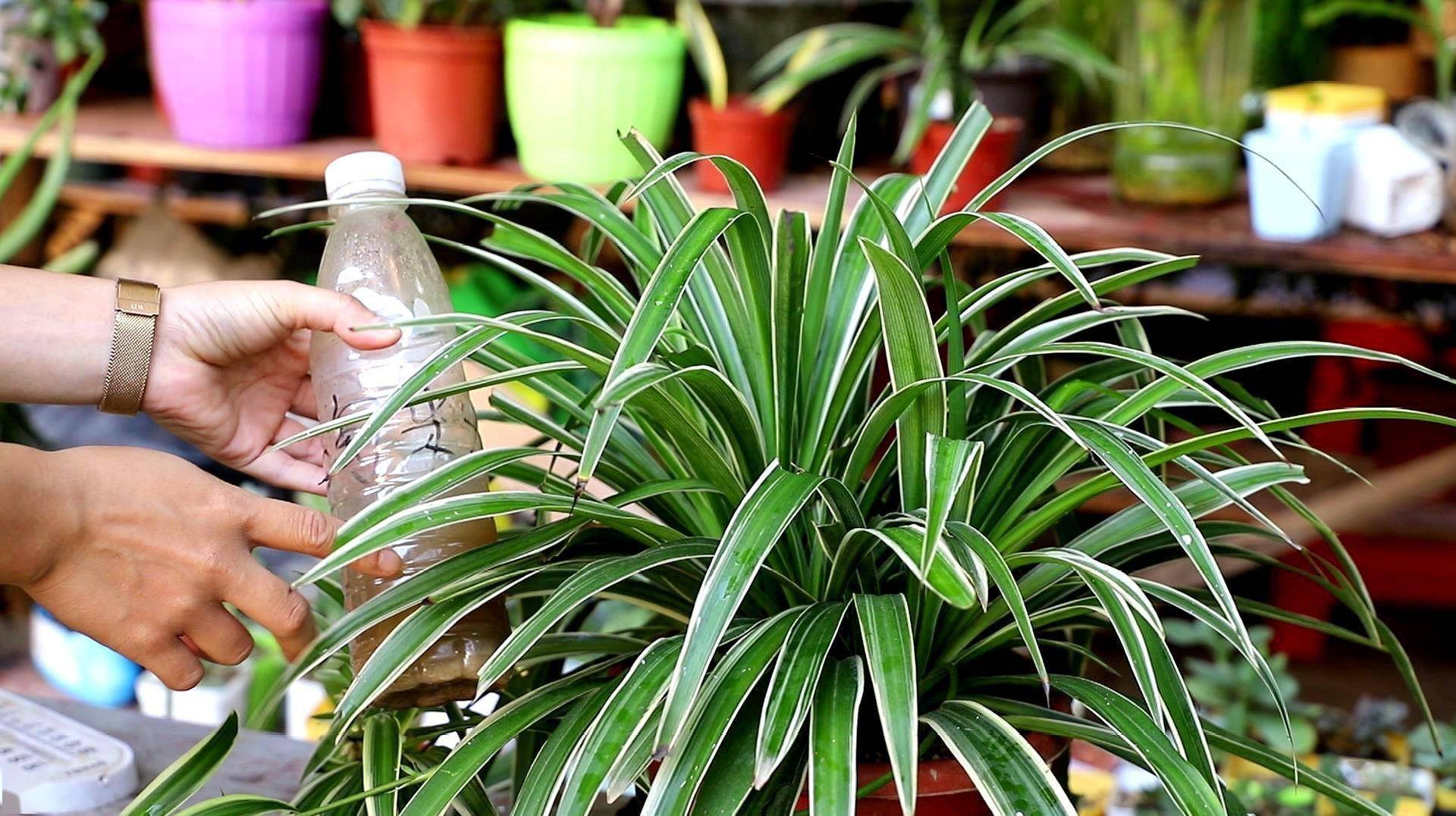 入冬吊兰这么养,更加旺盛,顺利过冬,年年翠绿,小吊兰长满了_地方_叶片