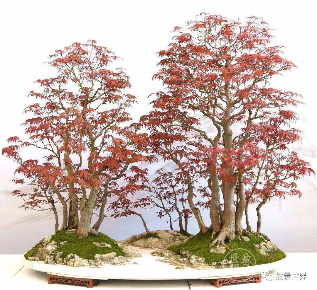 种盆鸡爪槭,把秋天收藏_作品_cm_大宫