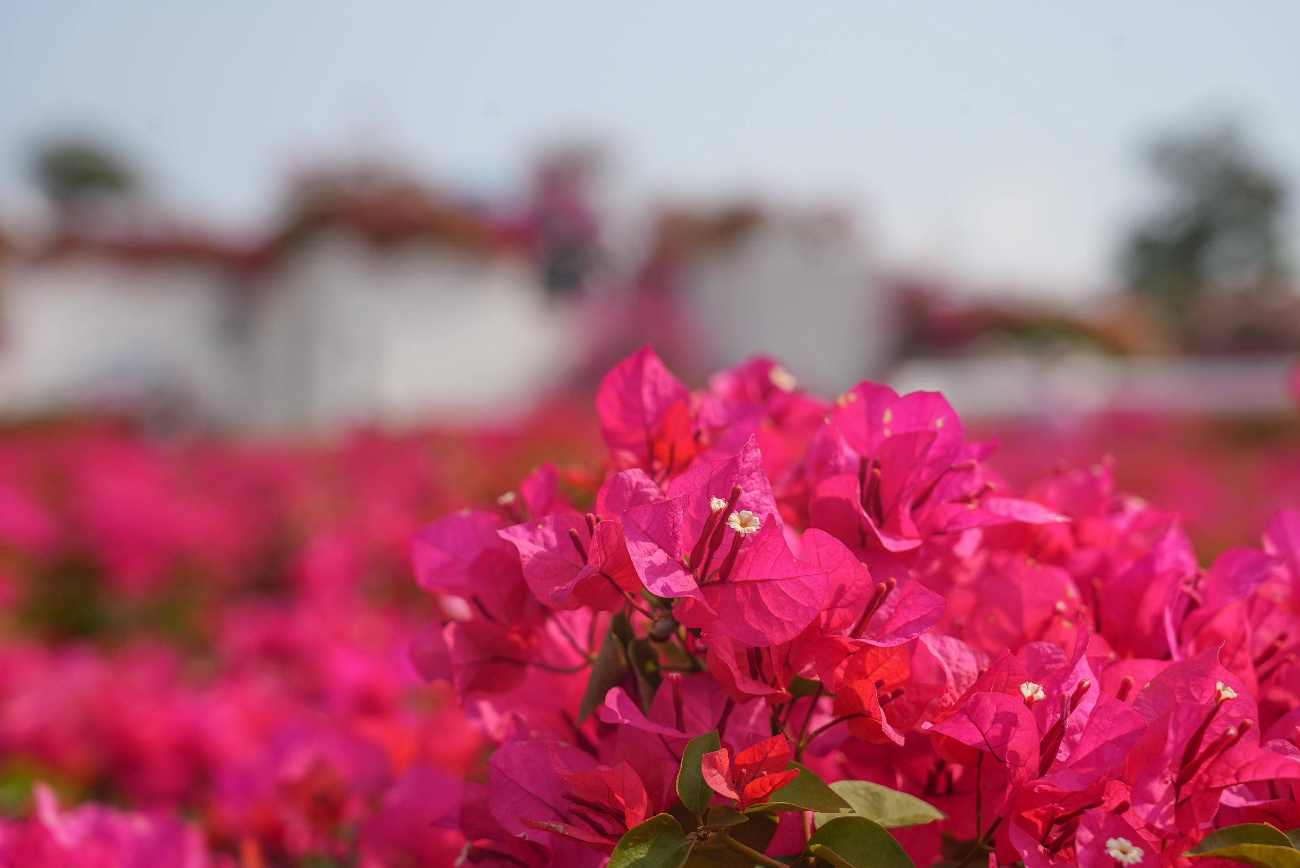 感受大自然的馈赠,让那些美好的花朵成为你回忆中最美的一抹色彩