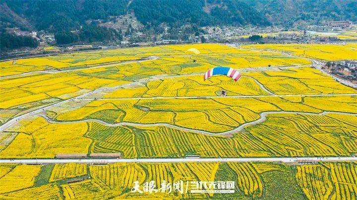 幸福像花兒一樣綻放|黔南州全面推進鄉村振興觀察_種植_貴州_產業