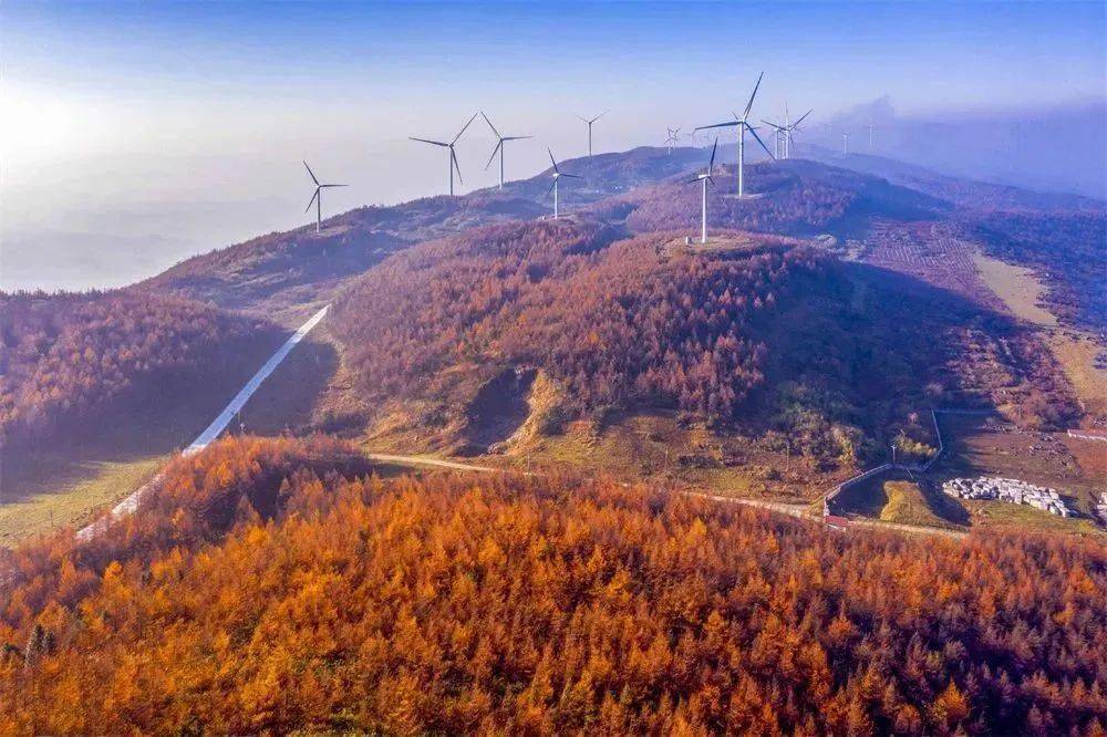 一起追寻七彩利川高光时刻!_齐岳山_水杉_南坪