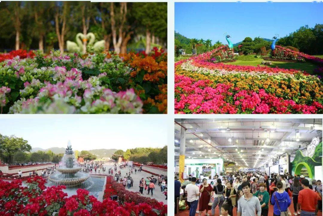 花都开·花等你_漳州_young_展馆