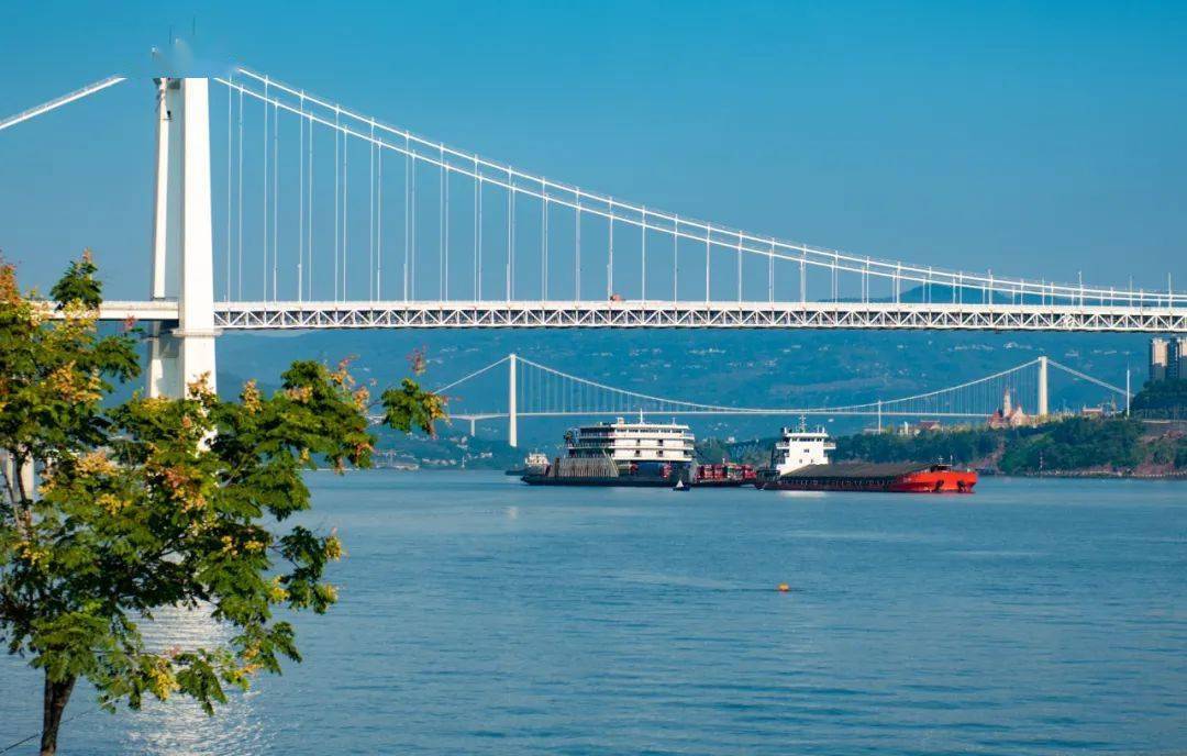 万州:"水中森林"扮靓消落带数量达到上万只汉丰湖越冬的雁鸭类候鸟达