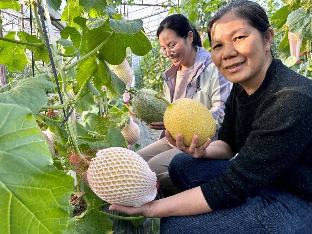 记者试吃:回味无穷!_哈密瓜_种植_市农科所
