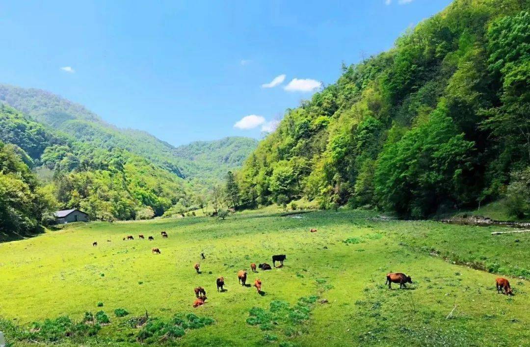 汉中一景区即将闭园,想去游玩的抓紧时间!_黎坪_旅游资讯_森林
