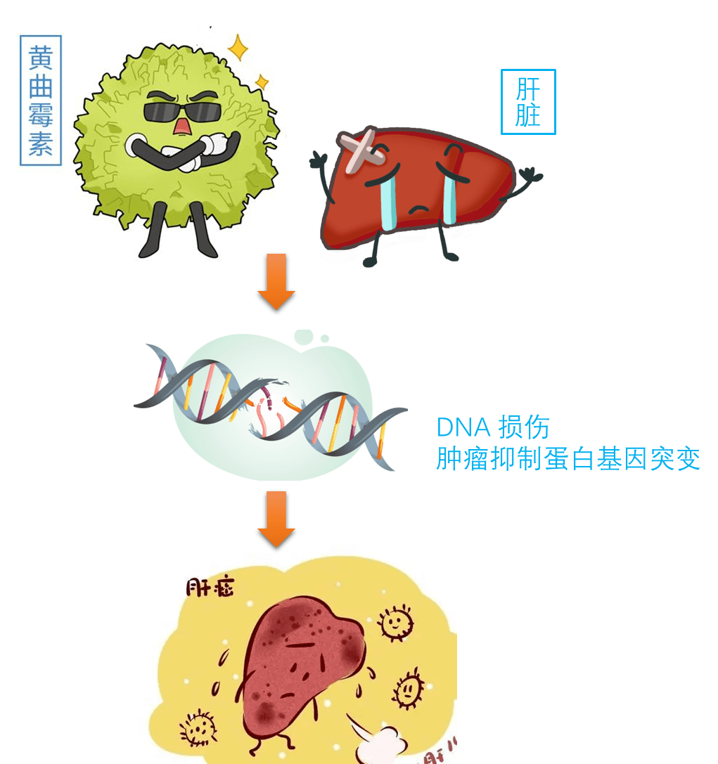 在肝臟中,它會被一些特殊的酶(細胞色素p450)代謝,形成一些有害的物質