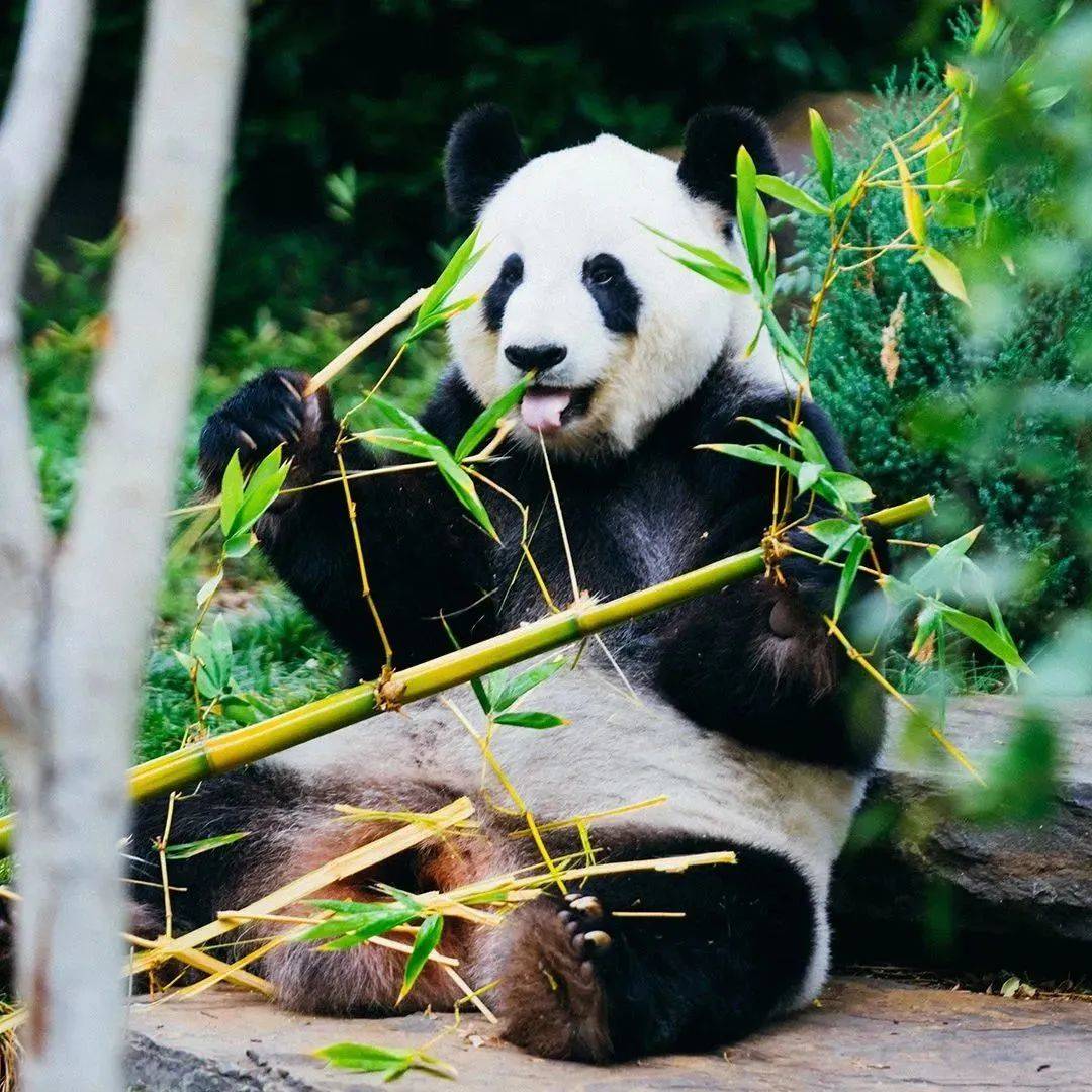 熊猫主题书自带流量?出版幕后有何故事?_图书_花花_内容