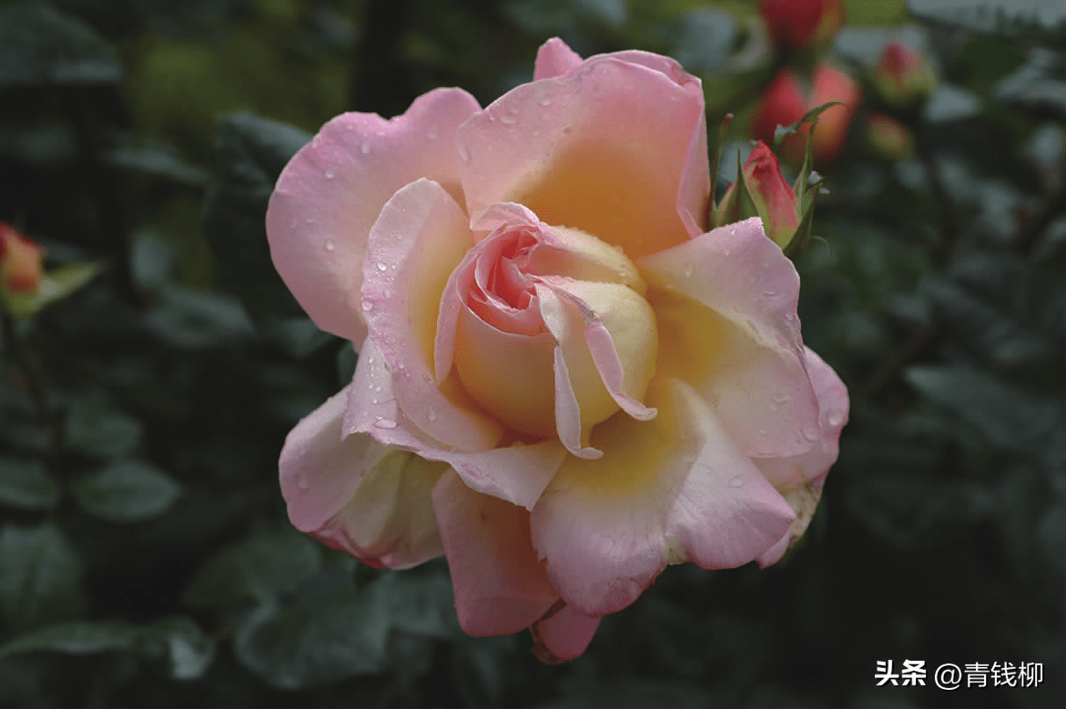 原產於歐洲的薔薇屬種類花期短, 一年只開一次花, 顏色單調, 花朵不