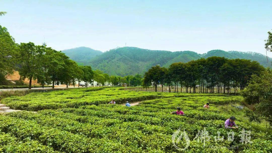 聚焦"百千万工程"丨更合白洞村:一杯清香"高明红", 一条产业振兴路