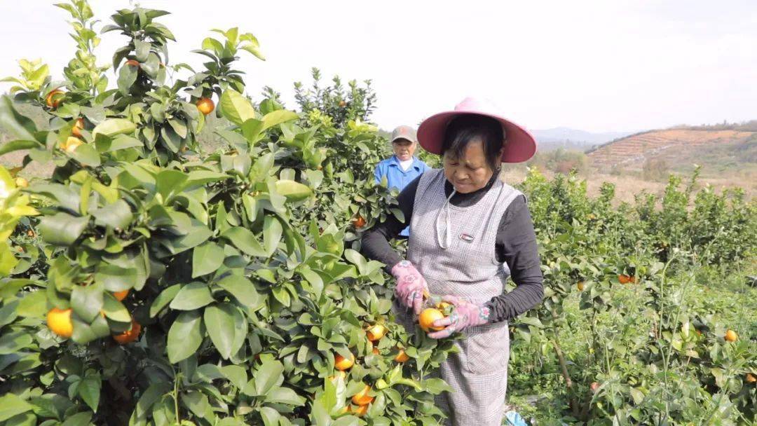 乡村行·看振兴 | 龙潭镇龙旺村:柑橘获丰收 果农喜开颜_嘉禾县_村民