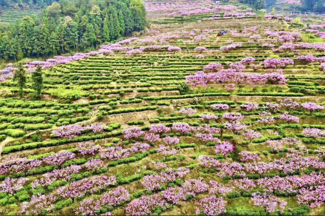 歌手江映蓉,骑行到福安!_赛岐镇_闽东_畲族