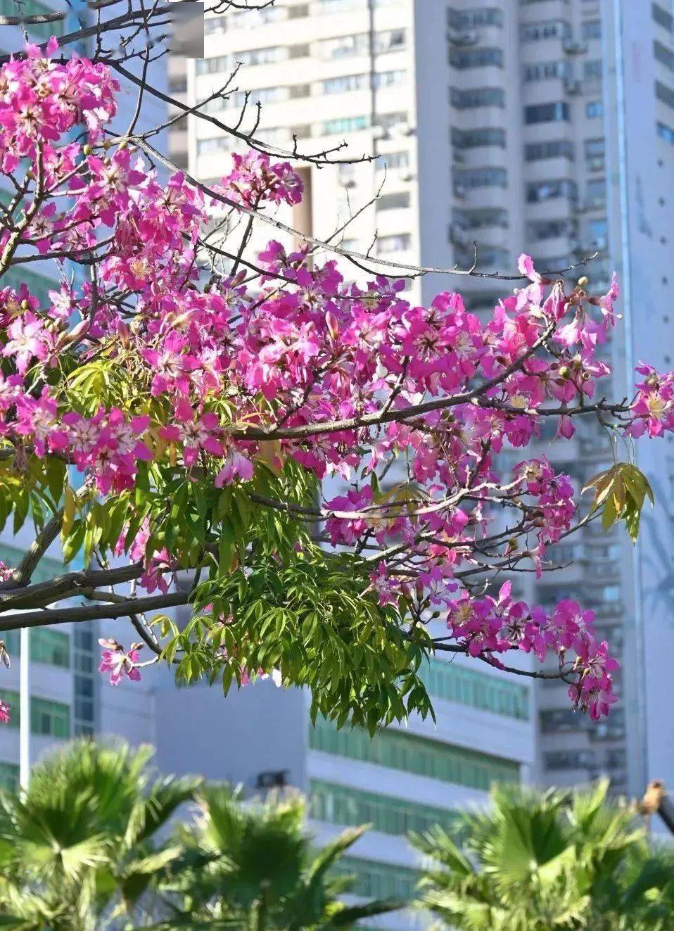 时代广场,开放广场;金砂东路,中山东路,海滨路,金环路等路段;龙湖沟