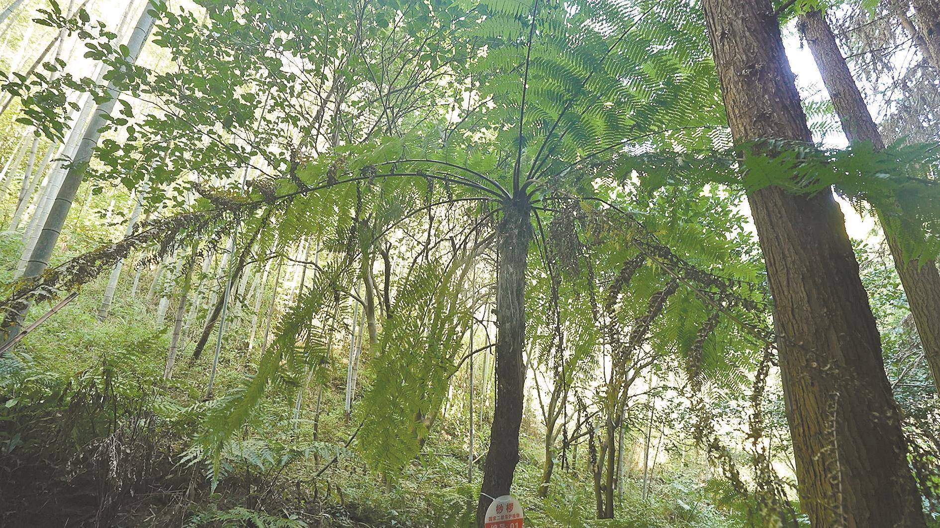 守护植物界"活化石" 珍稀野生桫椤群在广东安家繁衍_保护_仁化县_濒危