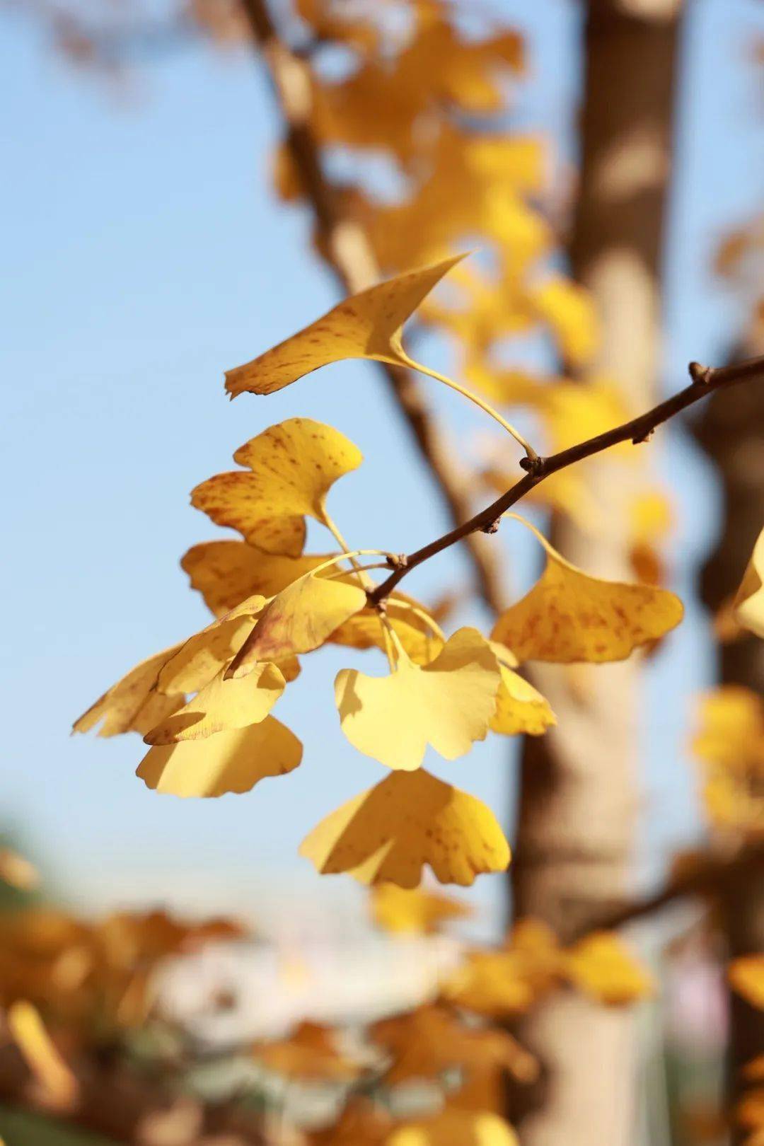 爱上秋天的秘密|是秀山的银杏~_包含了_大道_城市