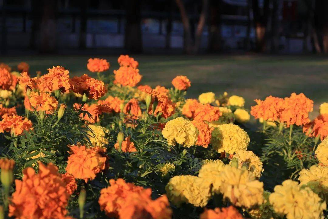 菊花_實習_桂子山