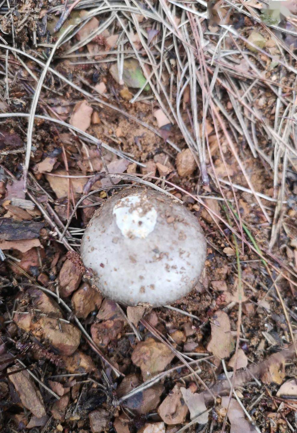 假褐雲斑鵝膏:全區各地分佈,生長於各種針葉林或針