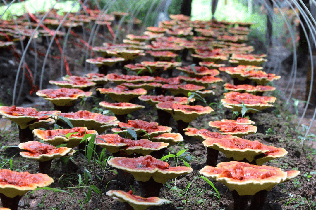 在旌德寻觅非遗文化,感受匠心传承_灵芝_工艺_文房四宝