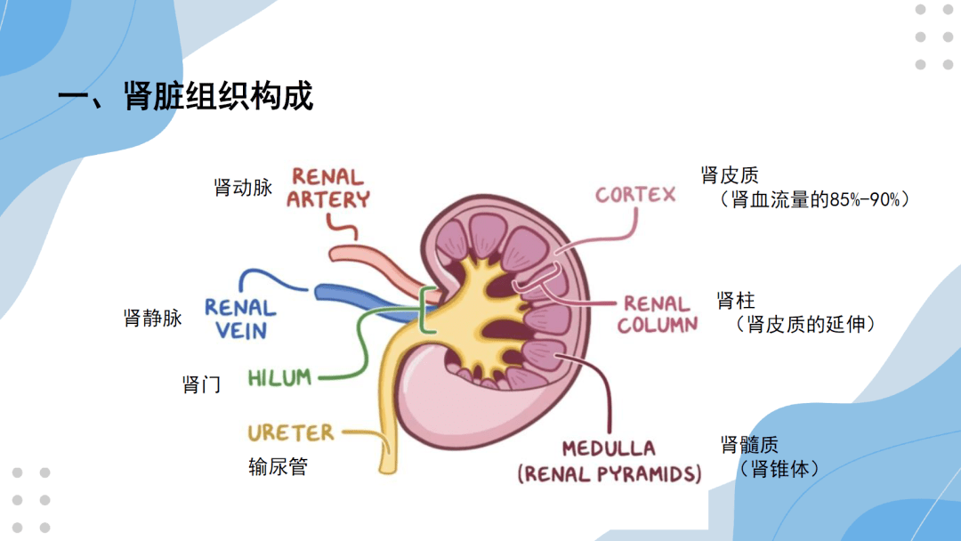 下腔静脉b超的解剖图图片