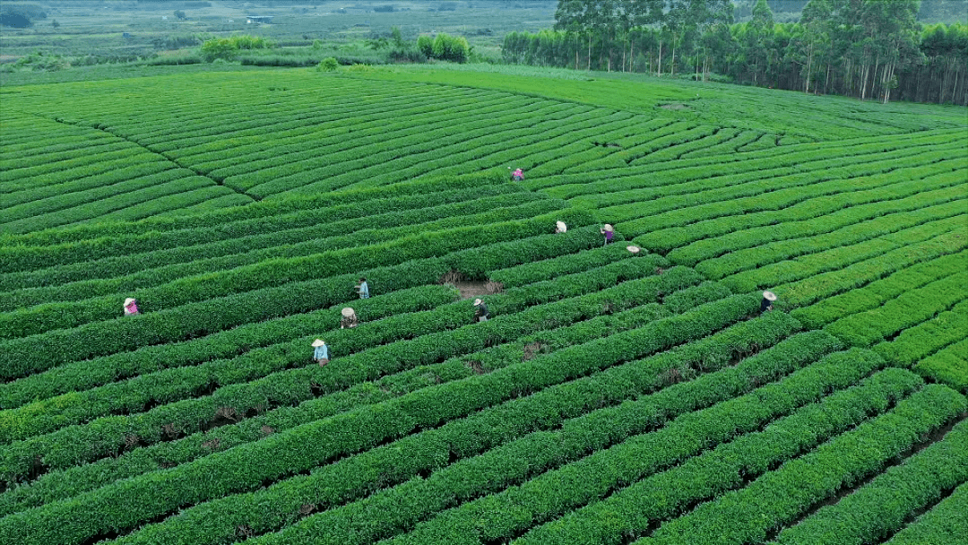 象州,天然温泉水,非遗制茶艺