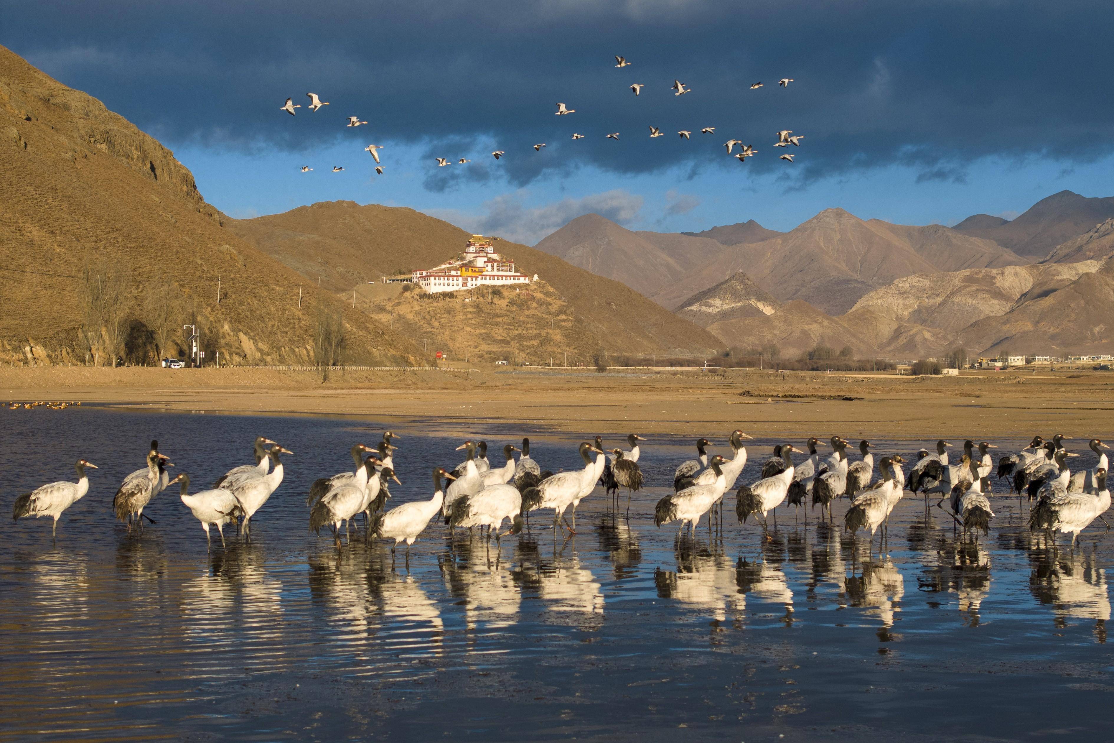 生态拉萨林周鹤舞清晨