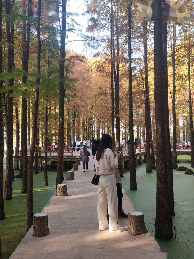 家乡那片水杉林_游客_许昌_远客