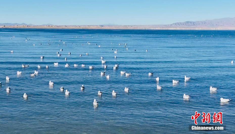 首批越冬候鸟飞抵柴达木盆地托素湖_德令哈_青海省_海西州