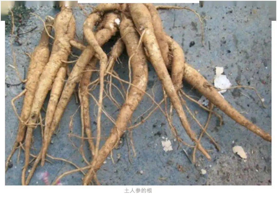 四川疾控发文提醒:四川近几年报道了几起因误食藜芦,商陆中毒的事件