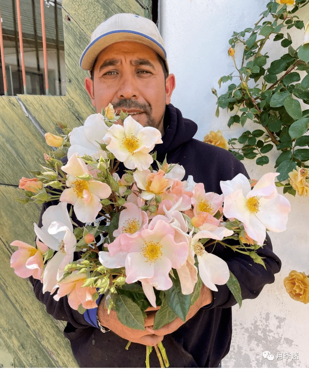 一年仅一次| 2023裸根月季中大苗,性价比无敌!