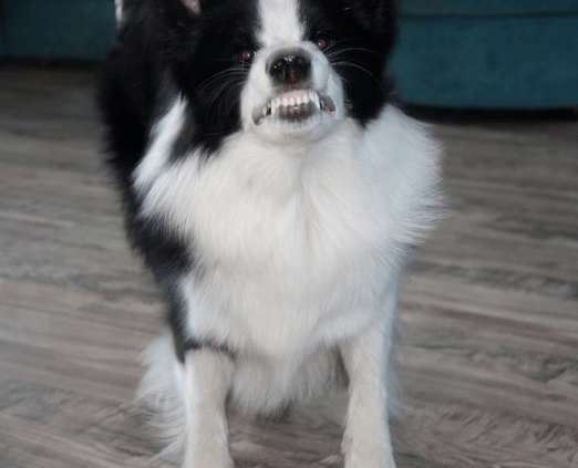 邊牧專欄丨邊境牧羊犬生氣不能輕視_狗狗_主人_情況