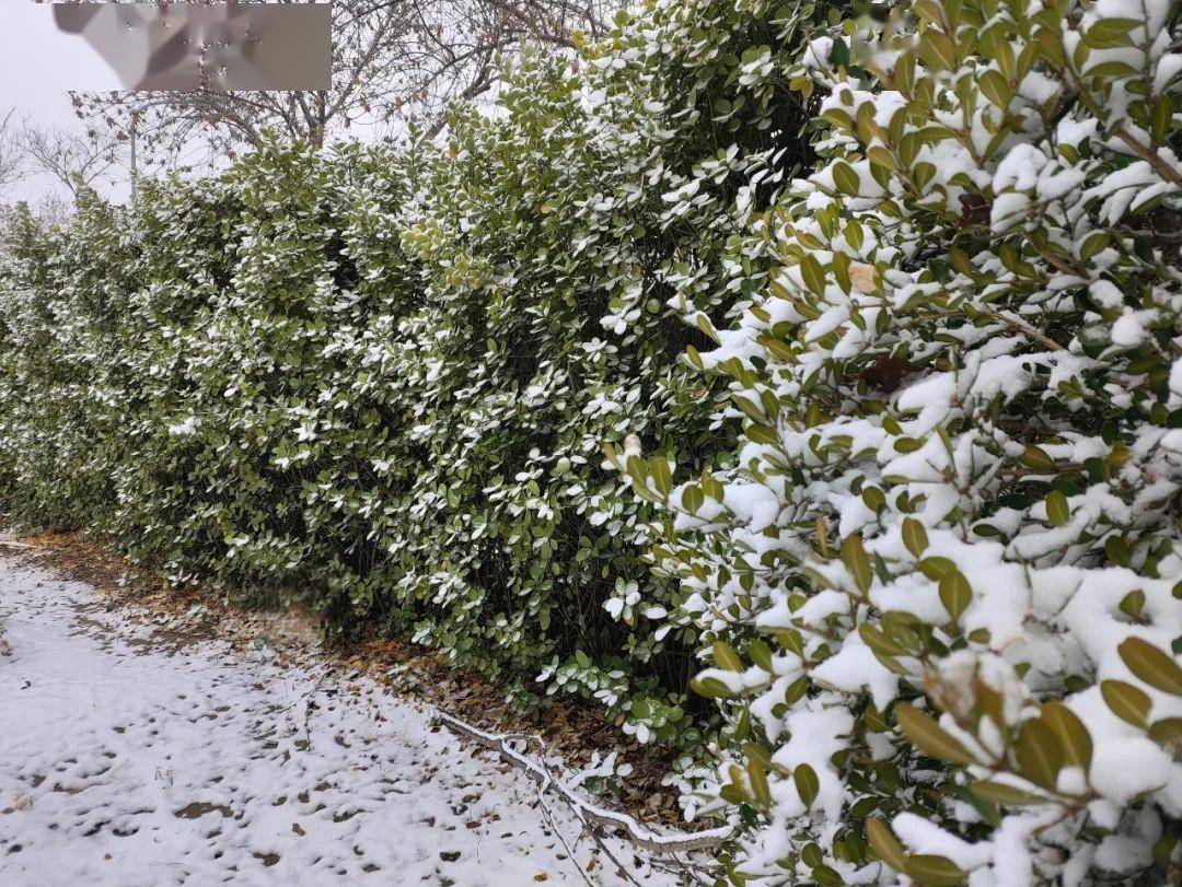 春雪滿空來 觸處似花開帶著些詩意盎然紛紛揚揚的雪花飄落在院子裡