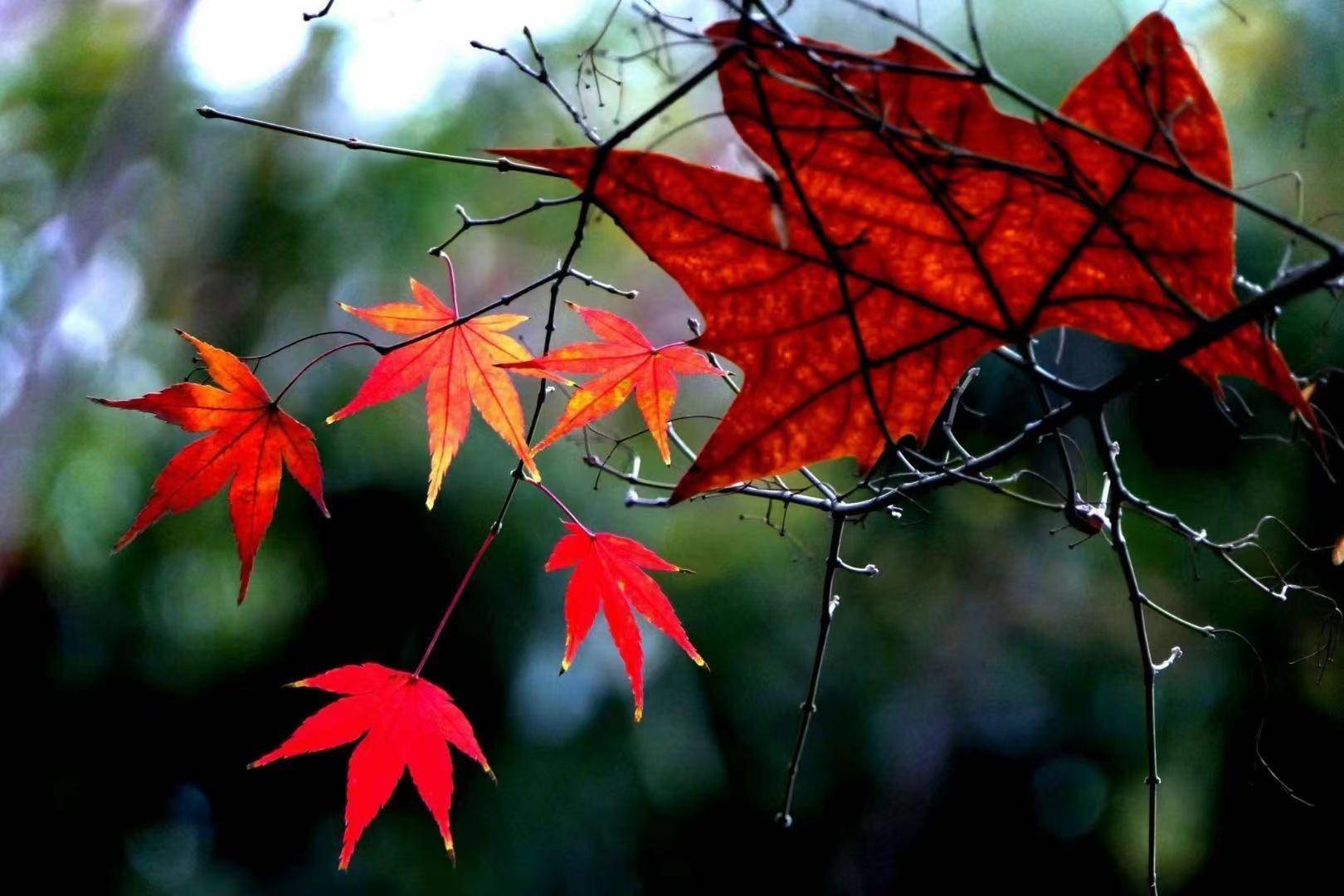 复兴公园里飘落的梧桐树叶铺了一地,枝头的枫叶红得更加鲜艳.