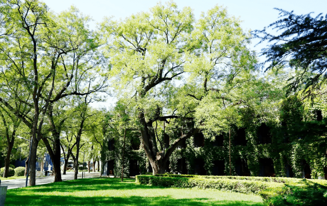 通州这里藏一株260岁枫杨古树