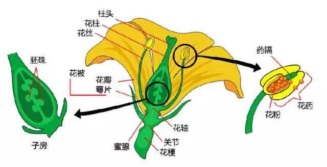 禾本科↓花 單子葉植物↓識花b葉變態葉↓複葉↓葉 毛被↓葉刺↓葉脈