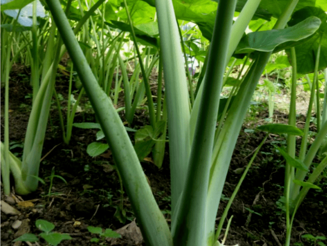 勿把滴水观音当成东南菜广菜食用