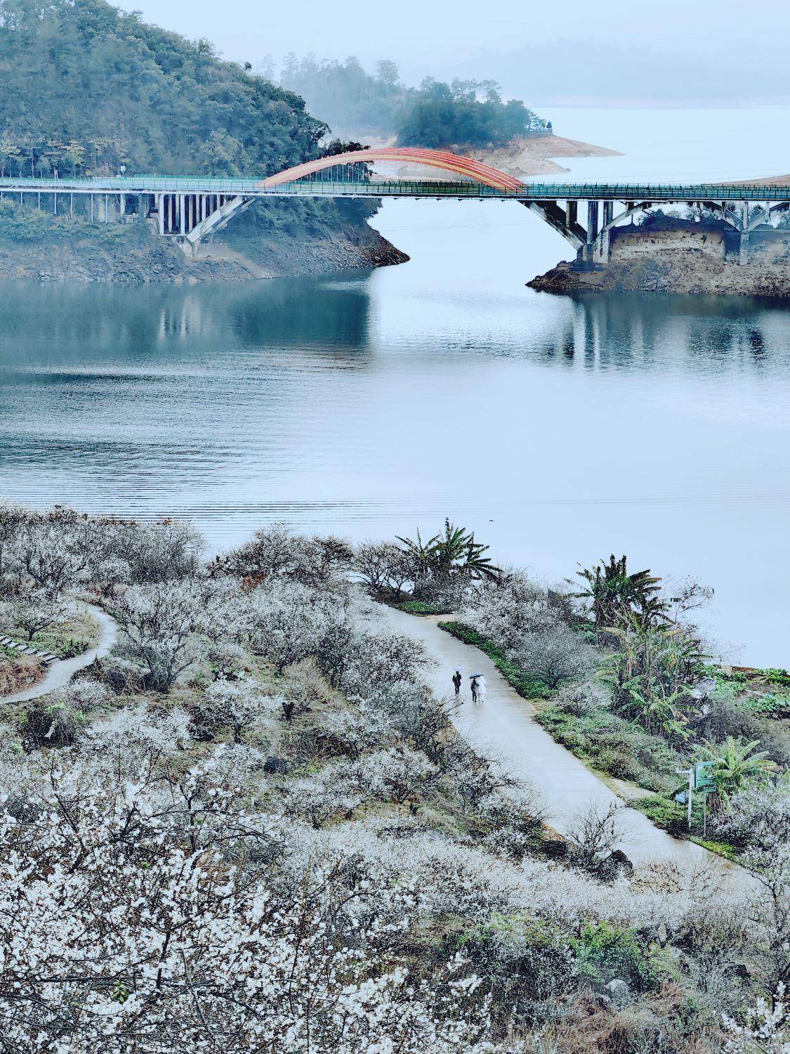 广州"流溪梅花节"将于12月16日启动,预计22日迎最佳赏花期_从化_满树