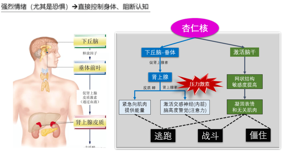 产生大量"压力激素"(肾上腺素,皮质醇等)通过"下丘脑-垂体-肾上腺"