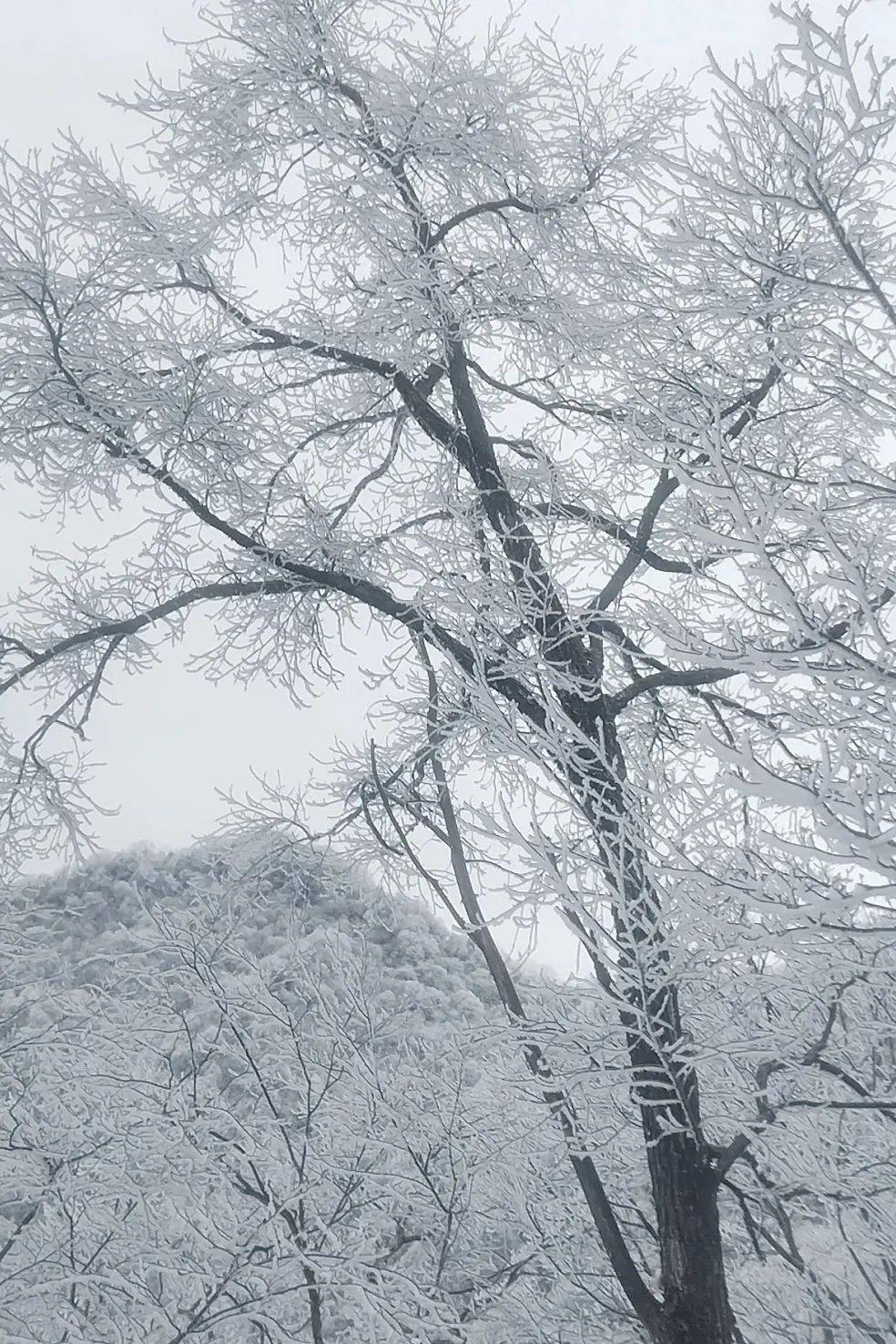 惊喜鸡峰山雪景之美美在它的宁静在雪花纷飞的世界里一切都变得安静