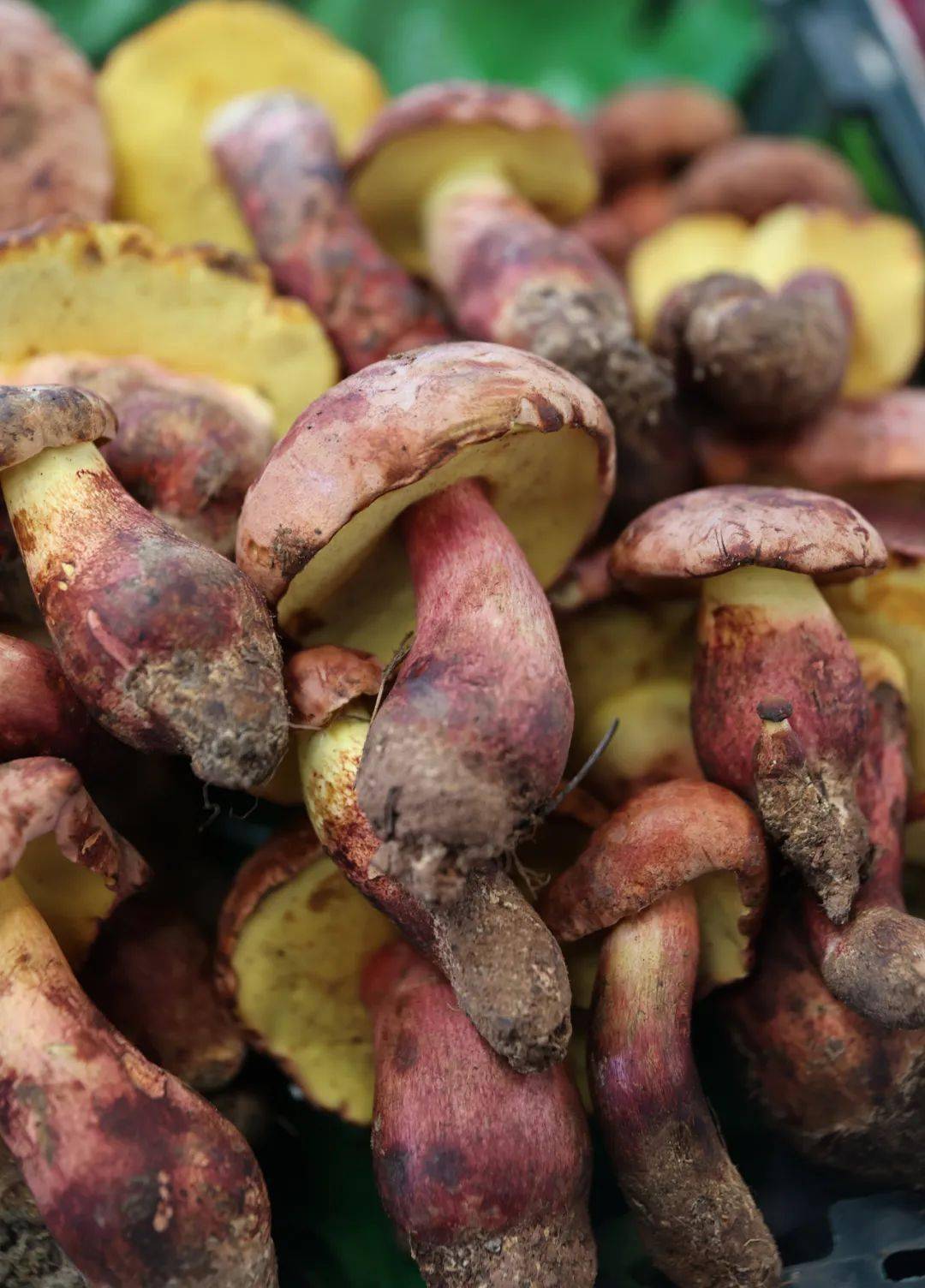 真菌_羊肚菌_栽培