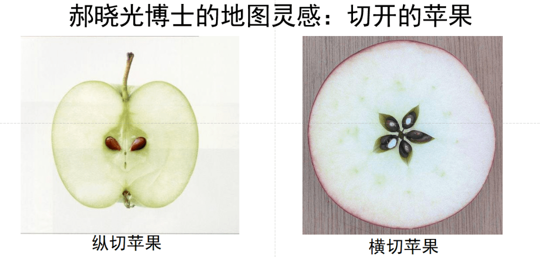 苹果解剖图横切纵切图片