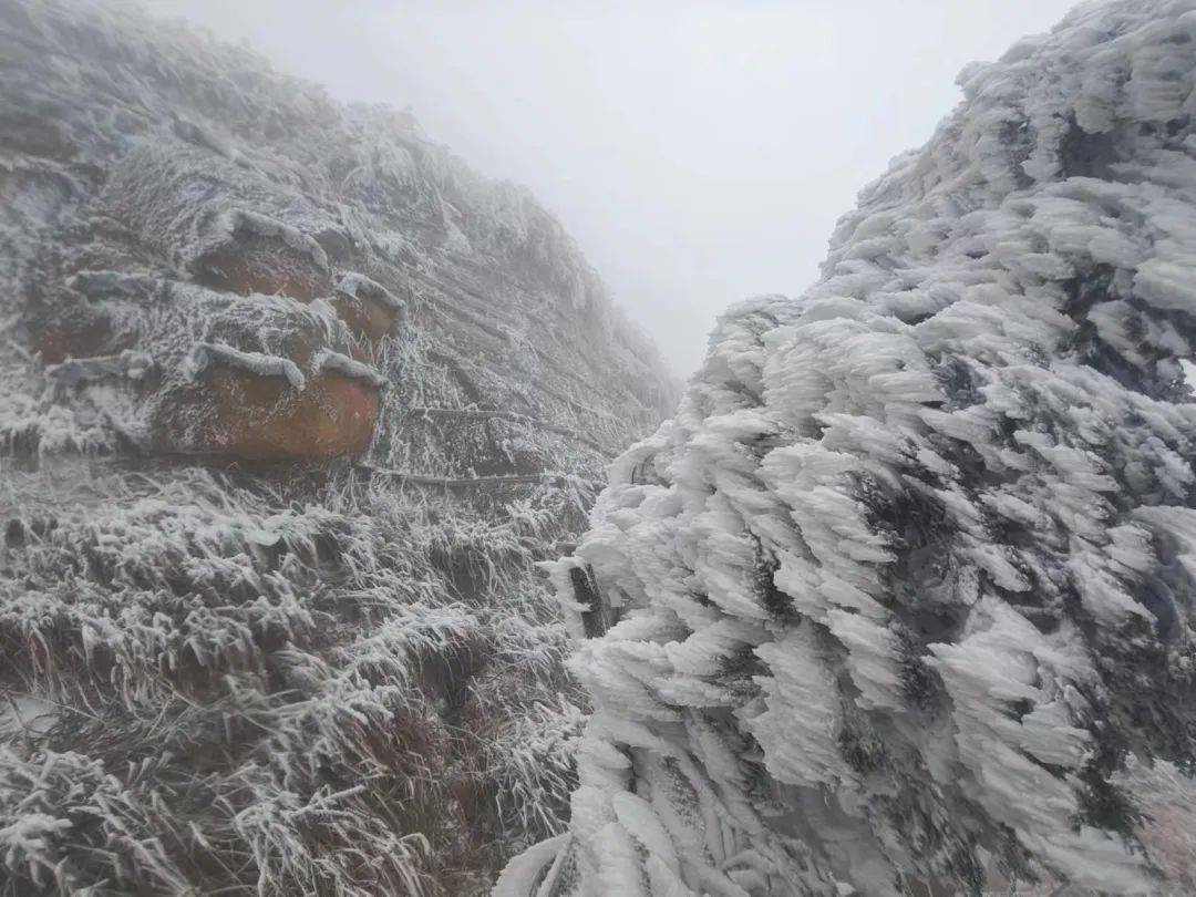 白天下雪图片真实图片