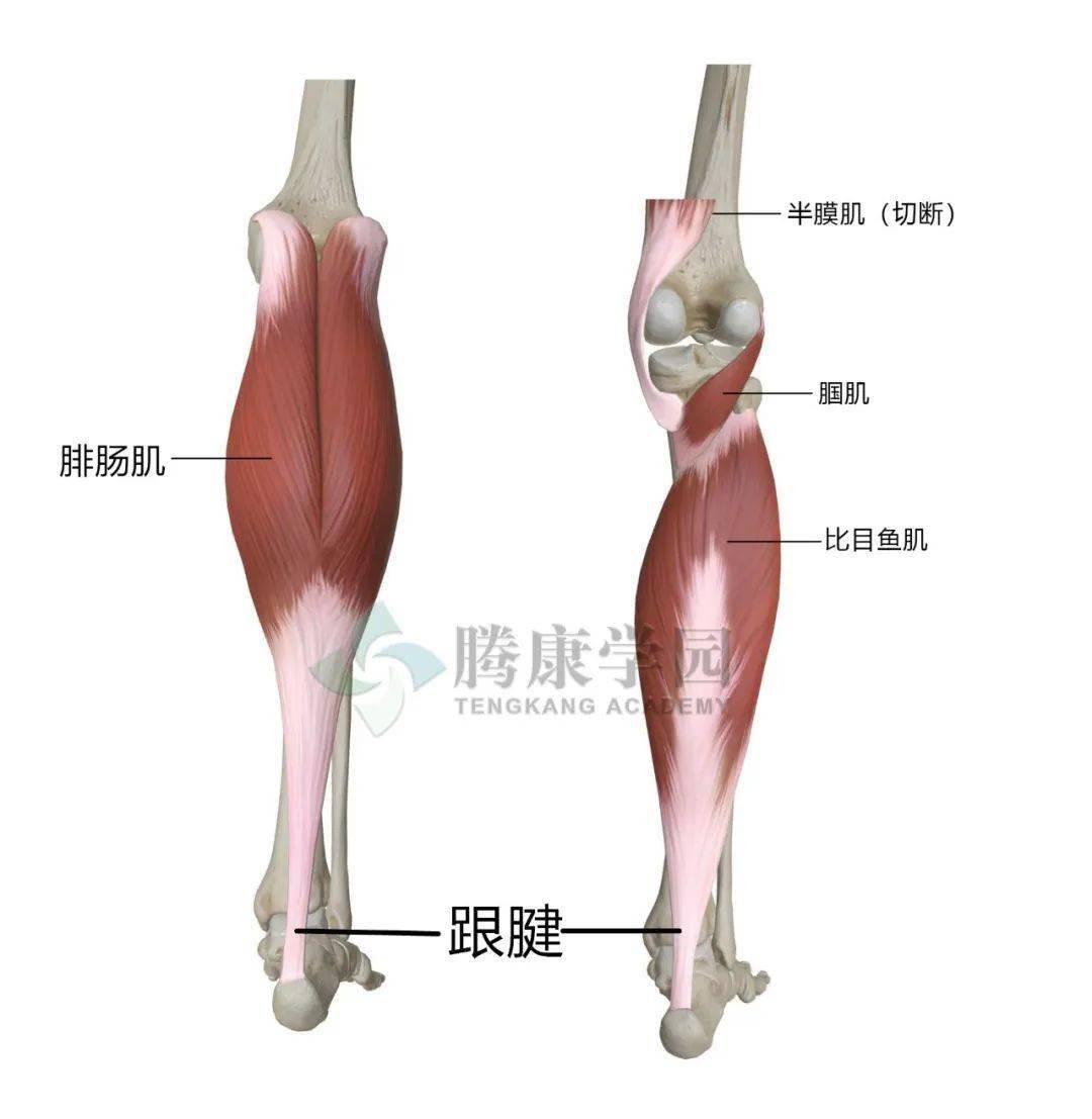 脛骨前肌和比目魚肌也呈現類似的結果.