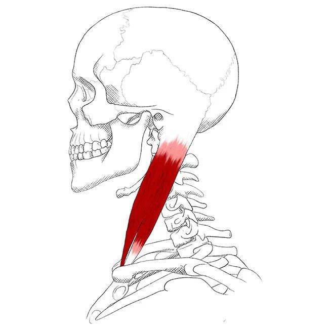 胸鎖乳突肌(scm)是位於頸部20對肌肉之一,它是一種淺表肌肉,這意味著