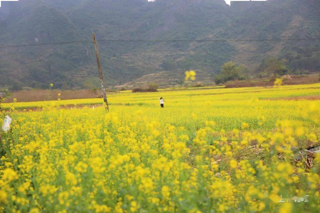 上林油菜花图片