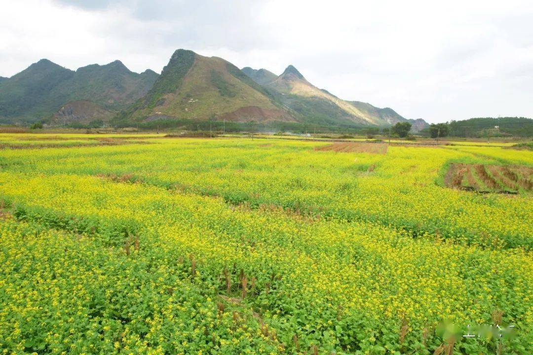 上林油菜花图片