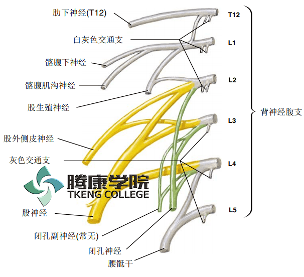 疼痛解剖学|腰丛_神经_内脏_损伤
