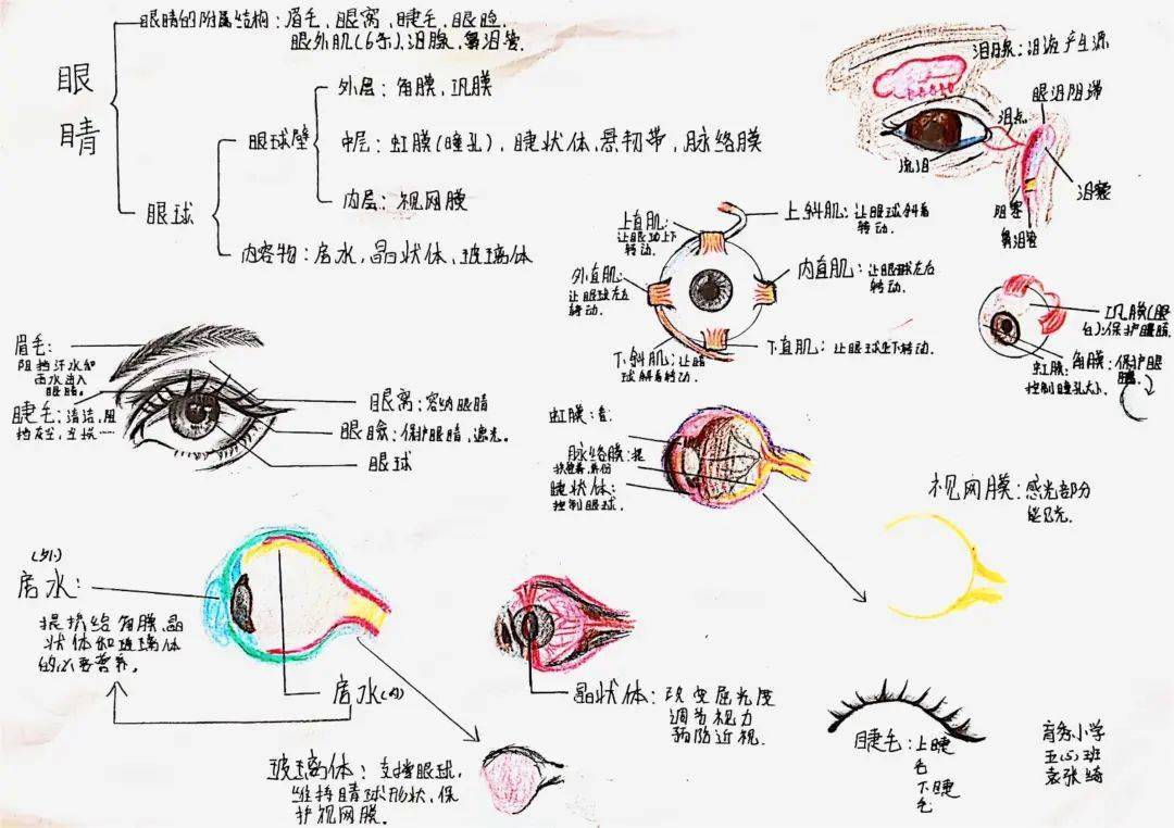 挹秀园| 科学护眼 "育"见"睛"彩