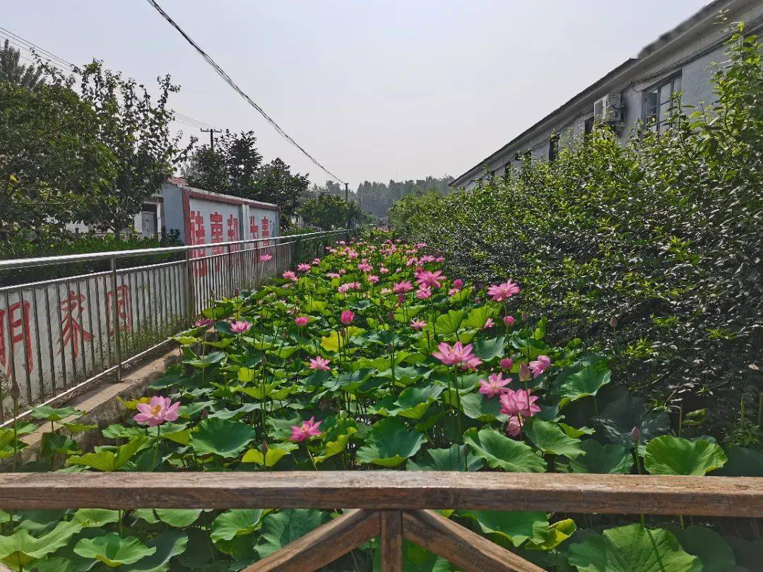 秦家庄村美丽庭院风采高泽村美丽庭院风采西高泽村美丽庭院风采东楼村