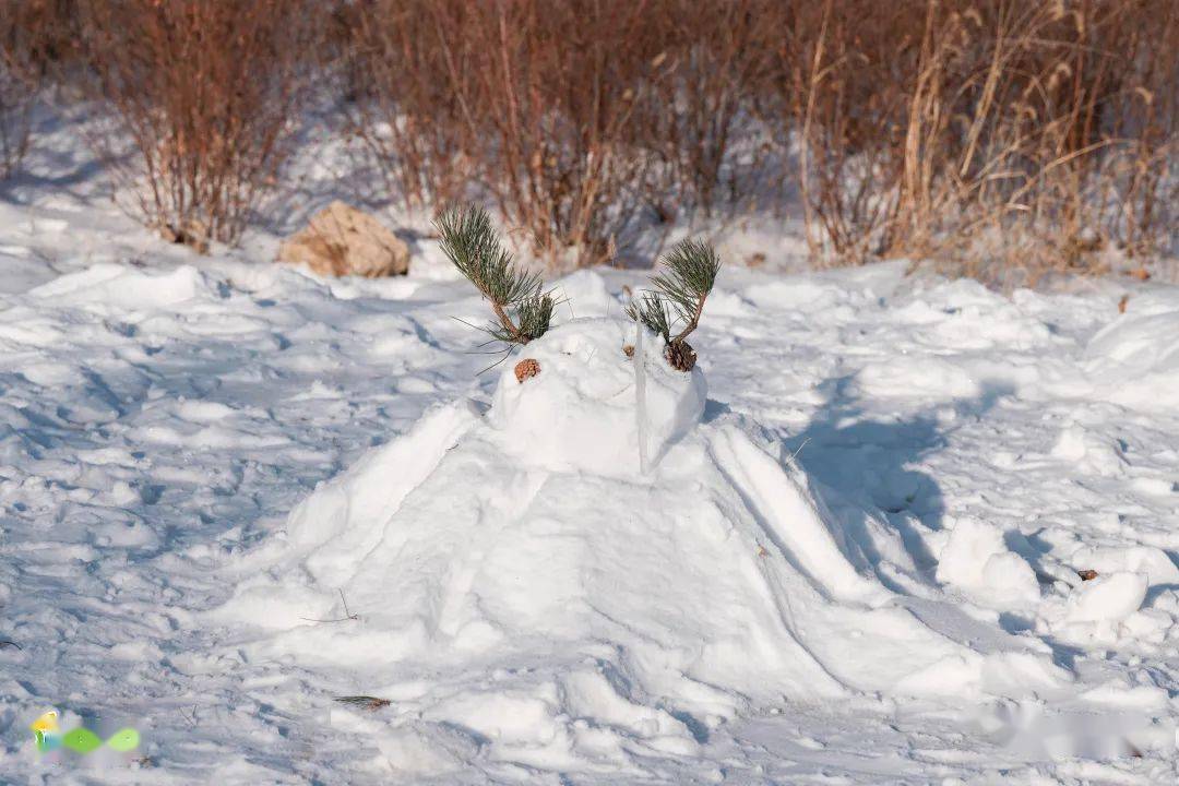 在從來沒踩過的雪裡聽每一步落下的咔嚓聲躺在雪裡望著枯枝和藍天敲一